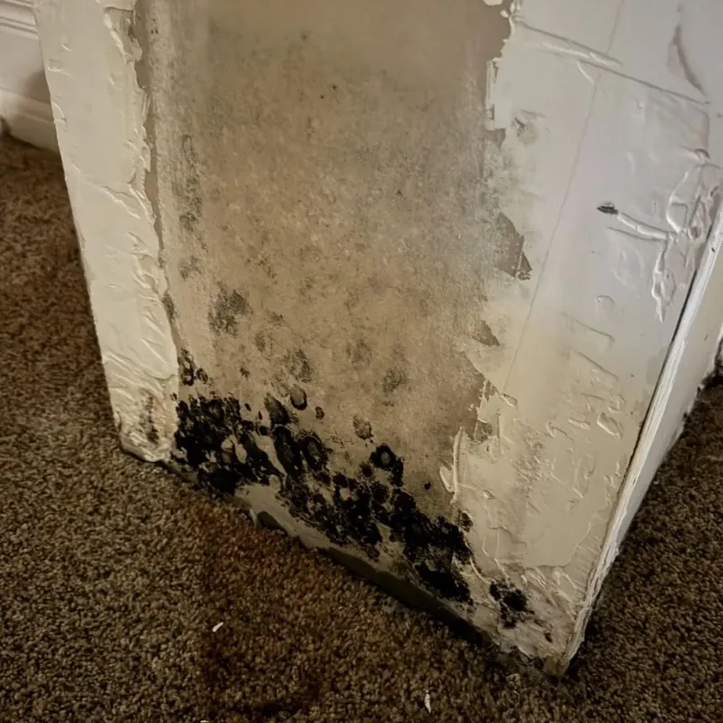 Professional Mold Removal in Cloverdale, VA